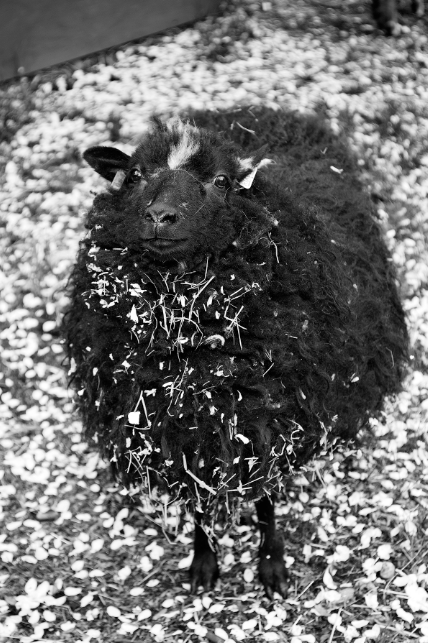 Sheep #4 Jane Deering Gallery Paul Cary Goldberg Archival Pigment Print