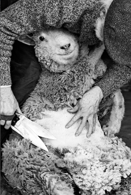 Sheep Shearing #1 Jane Deering Gallery Paul Cary Goldberg Archival Pigment Print