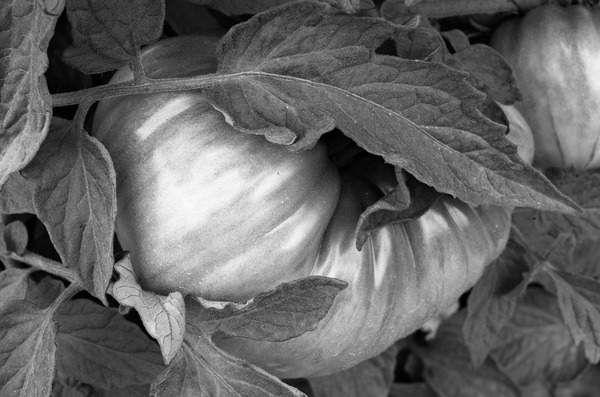 Tomato on the Vine Jane Deering Gallery Paul Cary Goldberg Archival Pigment Print