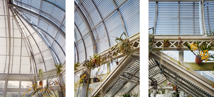 Reynolda Greenhouse, Winston-Salem, NC Jane Deering Gallery Exhibition: A light runs through it Archival Pigment Print