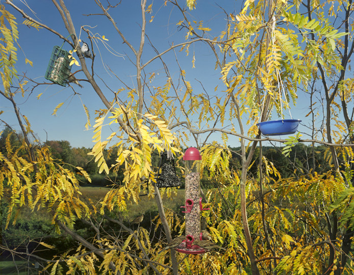 Sustenance 51 Jane Deering Gallery Neeta Madahar : Sustenance series Iris Print on Somerset Velvet Paper