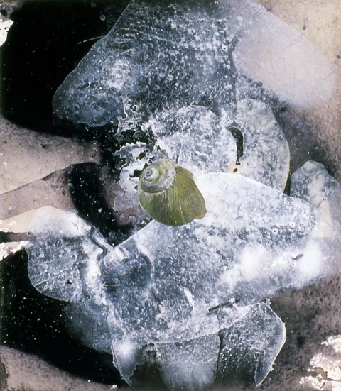 Shell, sitting still #3 Jane Deering Gallery Points of View: Michael Porter | Chris Pullman Gouache and PVA on paper