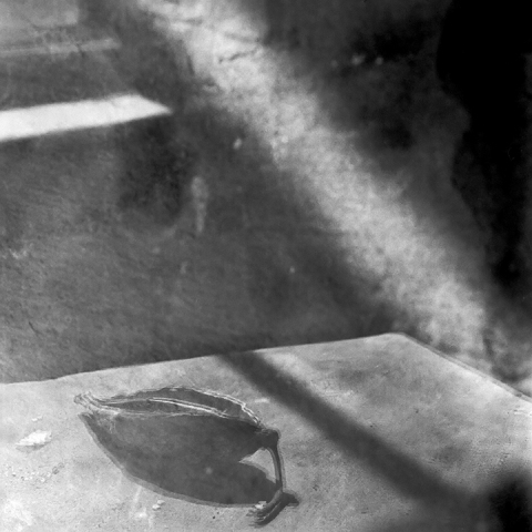 Recent Reflections #16 Jane Deering Gallery Paul Cary Goldberg Platinum print
