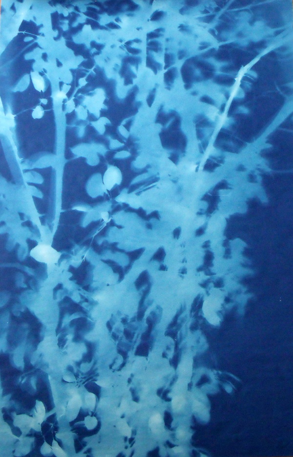 Arbor Jane Deering Gallery True Blue, and Black | Alternative Photography : Tom Fels & Gail Pine Cyanotype