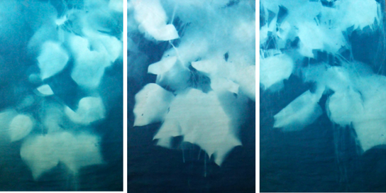 Catalpa Jane Deering Gallery True Blue, and Black | Alternative Photography : Tom Fels & Gail Pine Cyanotype