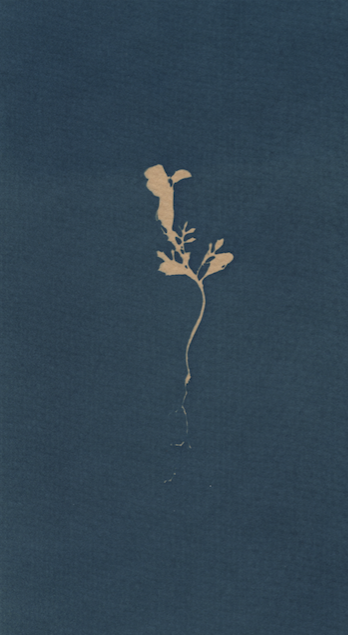 Tiny Flower with Root Jane Deering Gallery True Blue, and Black | Alternative Photography : Tom Fels & Gail Pine Cyanotype