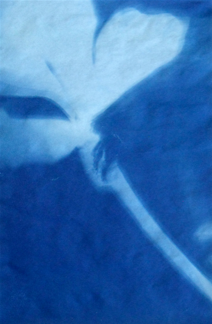 Fig Leaves, Winter Jane Deering Gallery True Blue, and Black | Alternative Photography : Tom Fels & Gail Pine Cyanotype