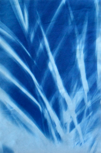 Palm Leaves, Winter Jane Deering Gallery True Blue, and Black | Alternative Photography : Tom Fels & Gail Pine Cyanotype