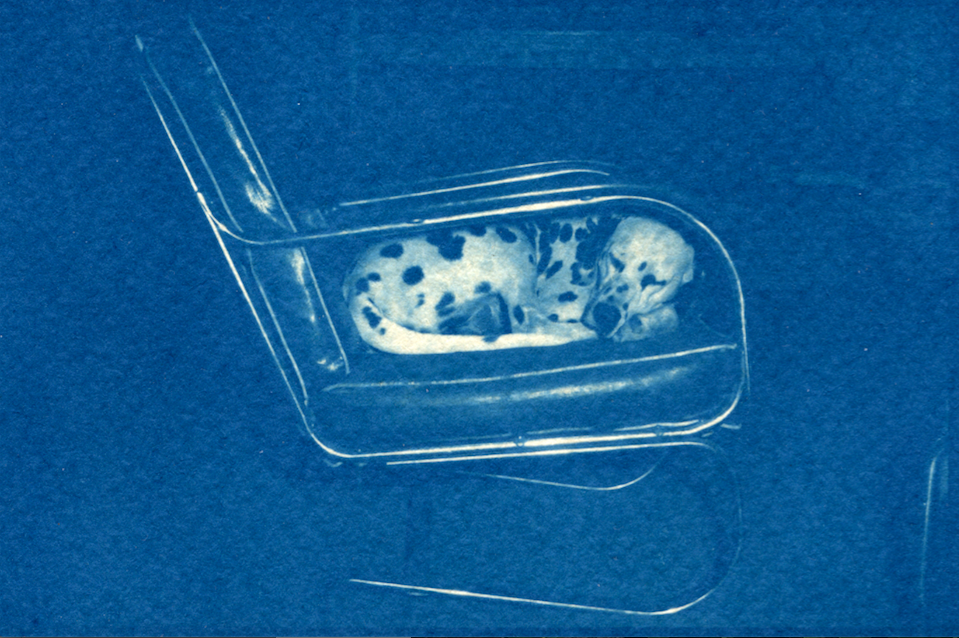 Dalmatian Jane Deering Gallery True Blue, and Black | Alternative Photography : Tom Fels & Gail Pine Cyanotype