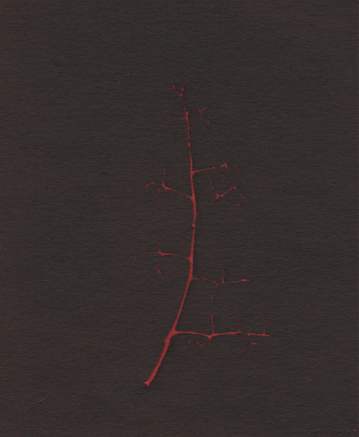 Red Skeleton Leaf Jane Deering Gallery True Blue, and Black | Alternative Photography : Tom Fels & Gail Pine Cyanotype