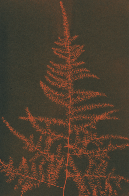 Orange Christmas Tree Fern Jane Deering Gallery True Blue, and Black | Alternative Photography : Tom Fels & Gail Pine Cyanotype