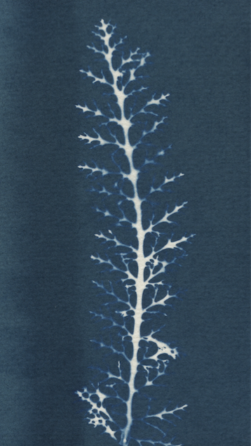 Skeleton Leaf Jane Deering Gallery True Blue, and Black | Alternative Photography : Tom Fels & Gail Pine Cyanotype