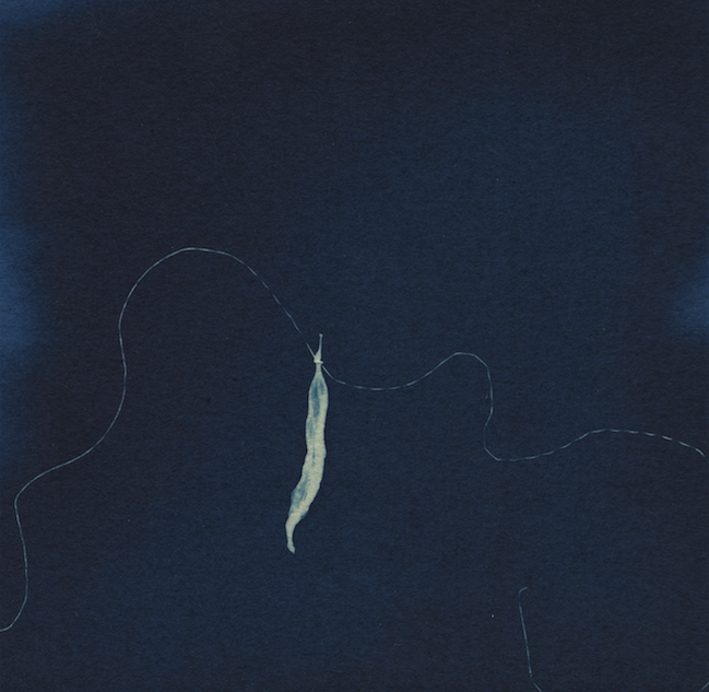 Wire with Dead Petal Jane Deering Gallery True Blue, and Black | Alternative Photography : Tom Fels & Gail Pine Cyanotype
