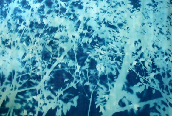 Hedge Jane Deering Gallery True Blue, and Black | Alternative Photography : Tom Fels & Gail Pine Cyanotype