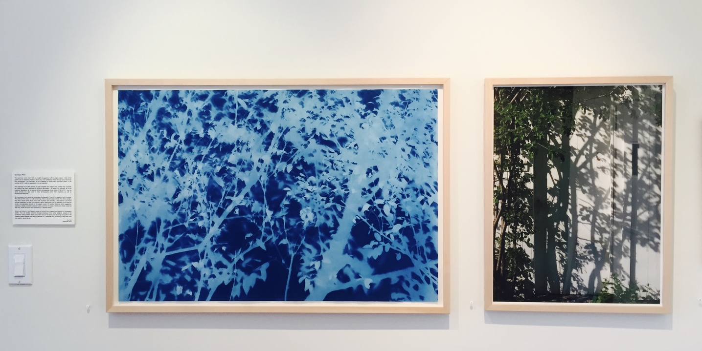 Installation shot . Exhibition 'True Blue, and Black | Alternative Photography : Tom Fels & Gail Pine Jane Deering Gallery True Blue, and Black | Alternative Photography : Tom Fels & Gail Pine left: Cyanotype . right: digital photograph
