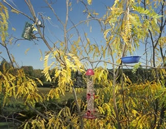 Sustenance 51 Jane Deering Gallery Neeta Madahar Iris print on Somerset Velvet