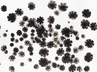 Cosmoses Black IV (Positive) Jane Deering Gallery Neeta Madahar Unique Ilfochrome print