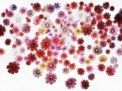 Cosmoses Mixed I (Positive) Jane Deering Gallery Neeta Madahar Unique Ilfochrome print
