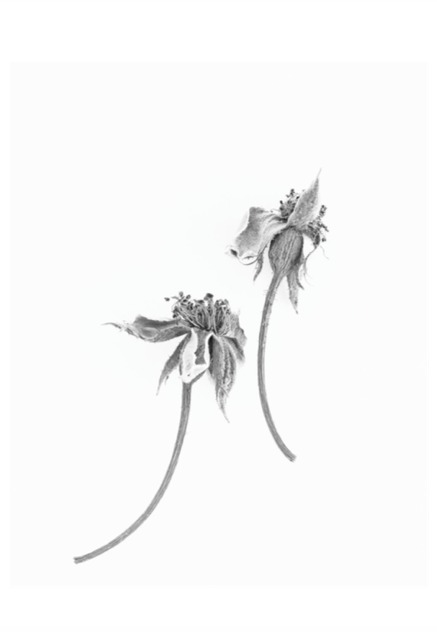 Here Still # Jane Deering Gallery Silver and Grey | Leslie Lewis Sigler & Paul Cary Goldberg Digital print