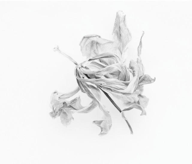 Here Still # Jane Deering Gallery Silver and Grey | Leslie Lewis Sigler & Paul Cary Goldberg Digital print . Edition of 10
