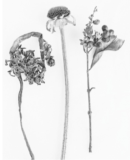 Here Still # Jane Deering Gallery Silver and Grey | Leslie Lewis Sigler & Paul Cary Goldberg Digital print . Edition of 10