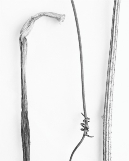 Here Still # Jane Deering Gallery Silver and Grey | Leslie Lewis Sigler & Paul Cary Goldberg Digital print . Edition of 10
