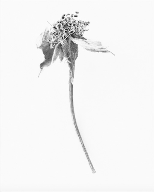 Here Still # Jane Deering Gallery Silver and Grey | Leslie Lewis Sigler & Paul Cary Goldberg Digital print . Edition of 10