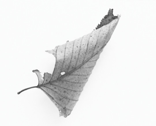 Here Still # Jane Deering Gallery Silver and Grey | Leslie Lewis Sigler & Paul Cary Goldberg Digital print