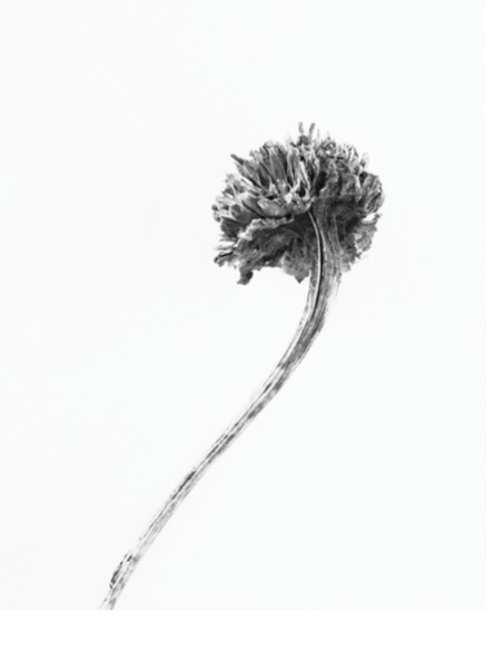 Here Still # Jane Deering Gallery Silver and Grey | Leslie Lewis Sigler & Paul Cary Goldberg Digital print