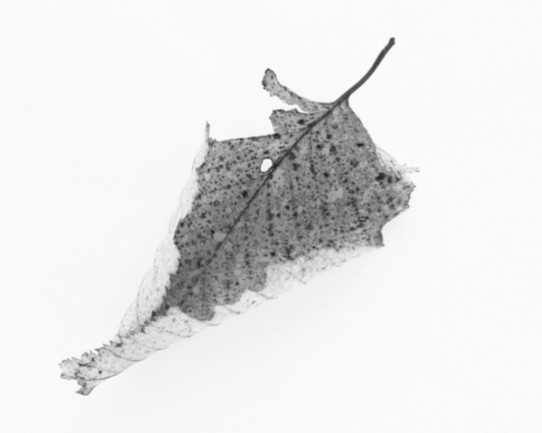 Here Still # Jane Deering Gallery Silver and Grey | Leslie Lewis Sigler & Paul Cary Goldberg Digital print