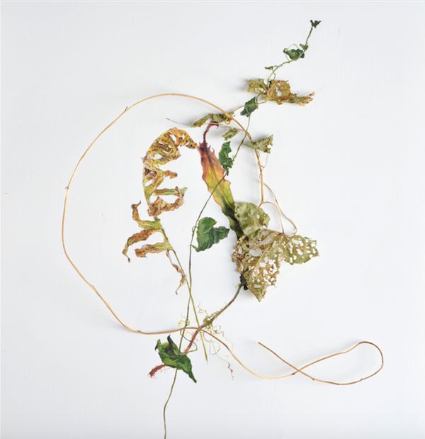 Untitled Jane Deering Gallery Deep in the Quiet Wood Archival pigment print on watercolor paper