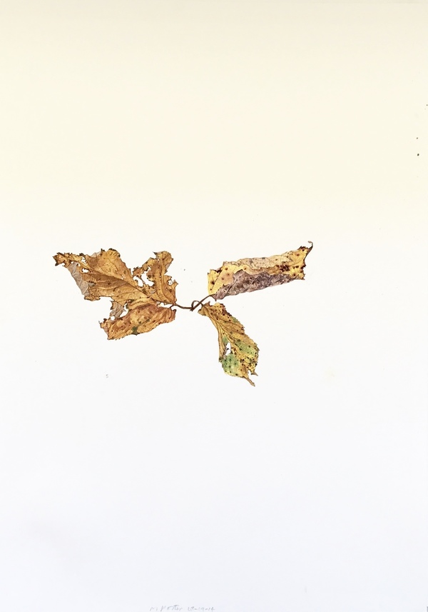 3rd of September 2014 Jane Deering Gallery Deep in the Quiet Wood Watercolor on paper