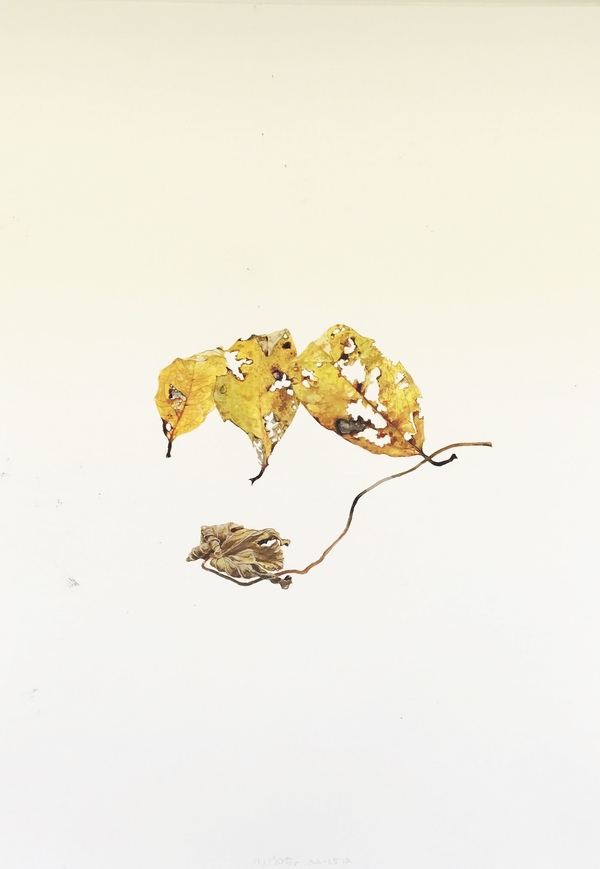 4th of May 2017 Jane Deering Gallery Deep in the Quiet Wood Watercolor on paper