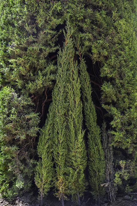 Wood I Jane Deering Gallery Deep in the Quiet Wood Archival pigment print