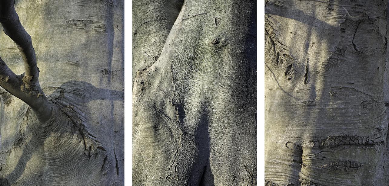 Wood Panorama V Jane Deering Gallery Deep in the Quiet Wood Archival pigment print