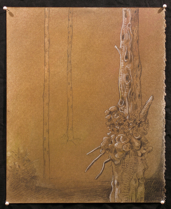 Knarly Tree 02 Jane Deering Gallery Deep in the Quiet Wood Dry Pigment, Graphite, and Gouache on Stonehenge paper