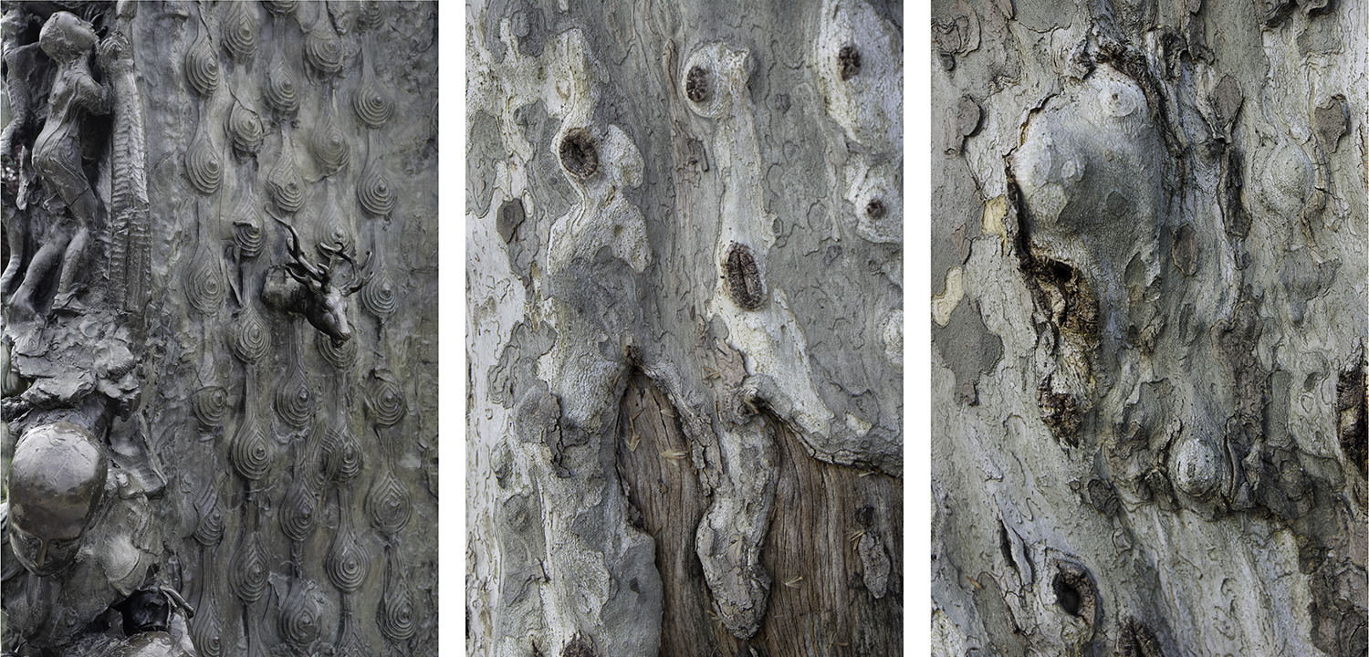 Wood Panorama II Jane Deering Gallery Selection of works Archival pigment print