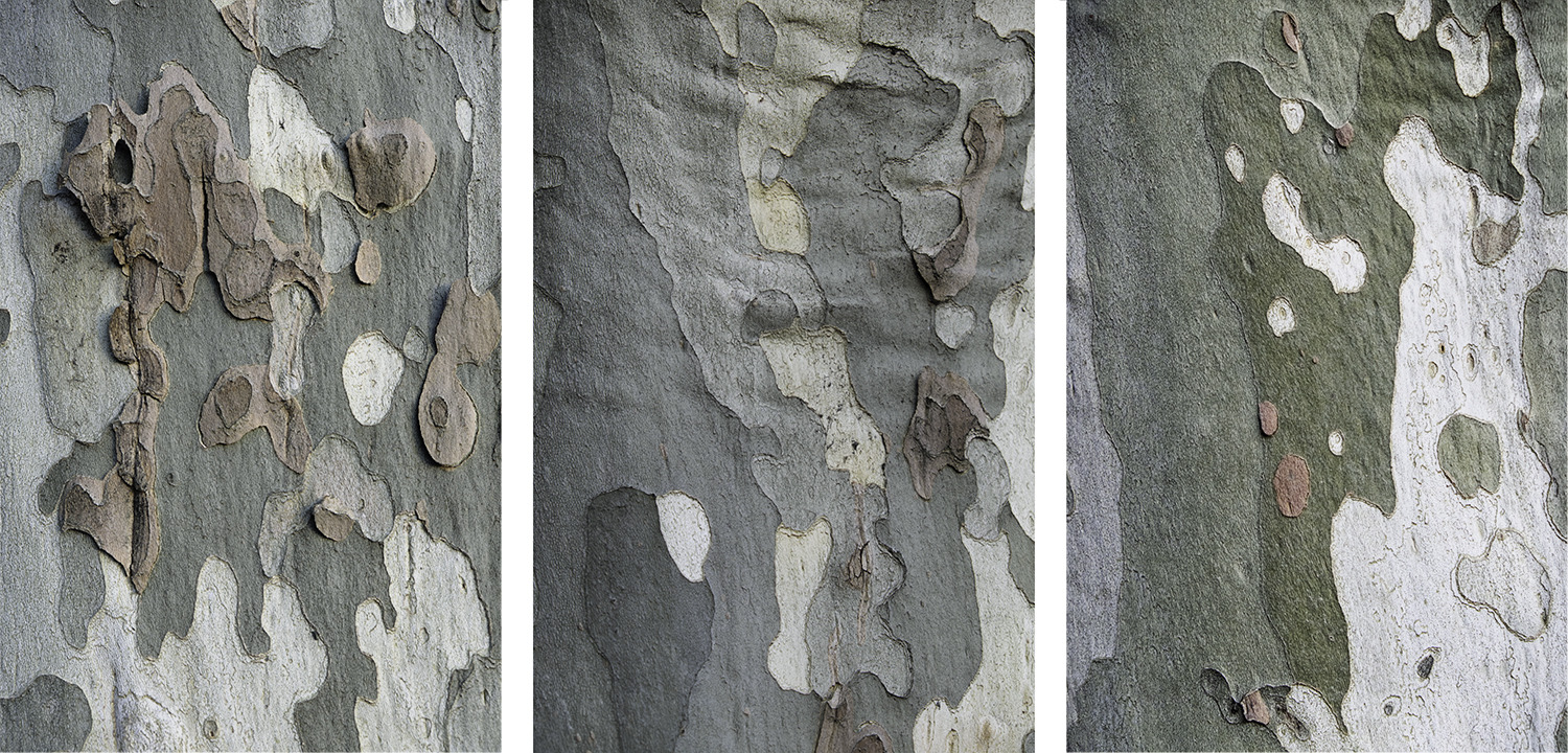 Wood Panorama III Jane Deering Gallery Selection of works Archival pigment print