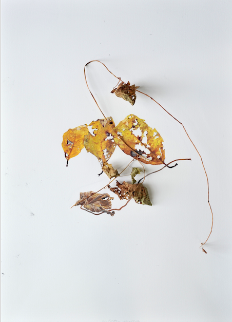 Overlapping Leaves Jane Deering Gallery Selection of works Digital print