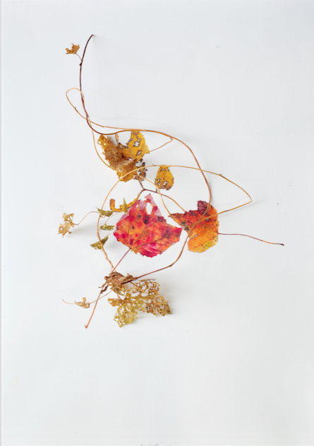 Overlapping Leaves Jane Deering Gallery Selection of works Digital print
