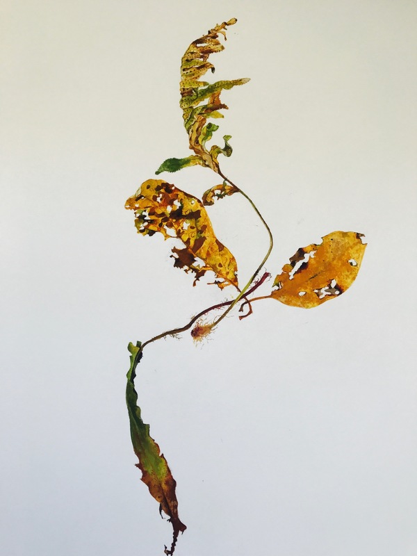 #3 Overlapping Leaves Jane Deering Gallery Selection of works Gouache on paper