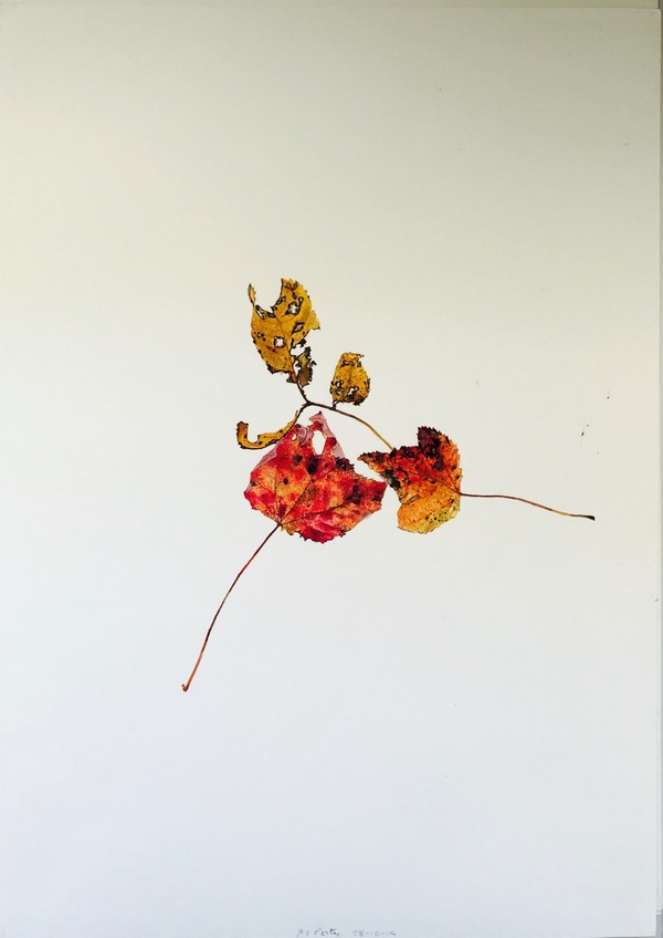 Overlapping Leaves - 4 May 2017 Jane Deering Gallery Selection of works Watercolor on paper