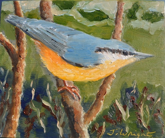 Nuthatch Jane Deering Gallery Judith Wright | Jan Weinshanker Pastel on canvas
