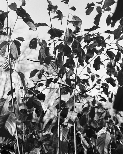 Untitled Jane Deering Gallery Neither Mustard Nor Teeth Archival Inkjet Print