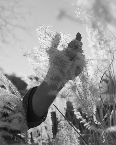 David's Hand Jane Deering Gallery Neither Mustard Nor Teeth Archival Inkjet Print