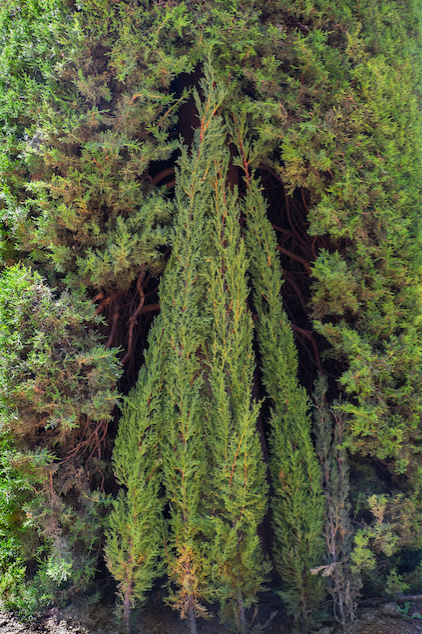 Single Evergreen Jane Deering Gallery A Turning Point | the contemporary landscape Archival Pigment Print
