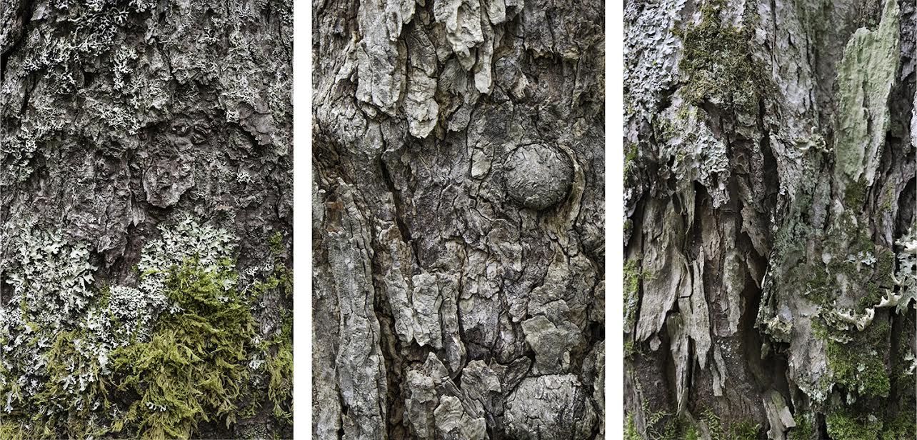 Bark Jane Deering Gallery A Turning Point | the contemporary landscape Archival Pigment Print