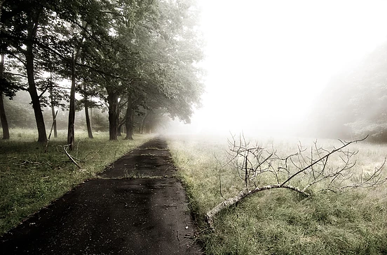 Fallen Tree and Path Jane Deering Gallery A Turning Point | the contemporary landscape Archival Pigment Print