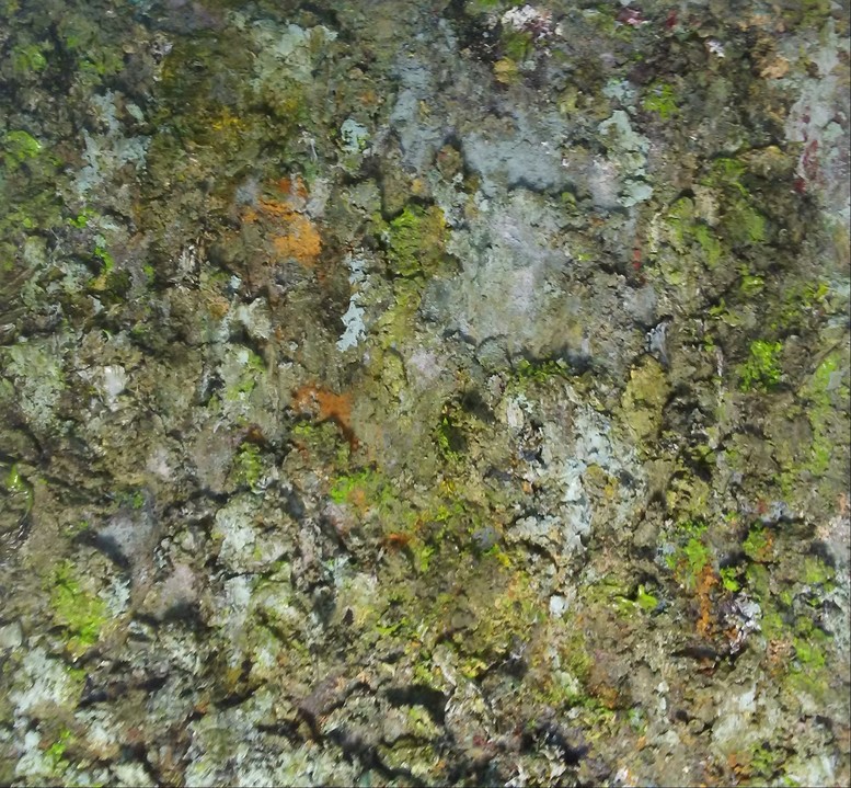 Moss and Lichen Jane Deering Gallery A Turning Point | the contemporary landscape Mixed media: Oil on canvas, earth pigments, volcanic ash