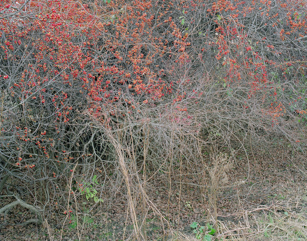 Kaveski Farm Conservation Land, Thicket Around the Concord River Archival Pigment Print on Hahnemuhle Rag Paper